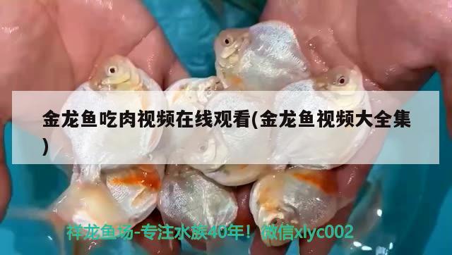 金龍魚吃肉視頻在線觀看(金龍魚視頻大全集)