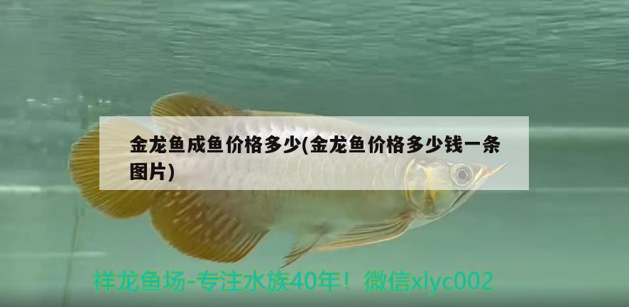 金龍魚成魚價(jià)格多少(金龍魚價(jià)格多少錢一條圖片)