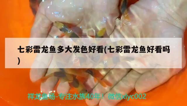 七彩雷龍魚多大發(fā)色好看(七彩雷龍魚好看嗎) 斑馬鴨嘴魚苗