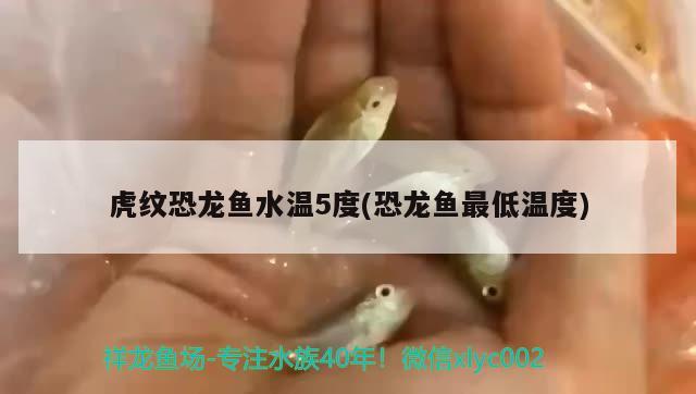 虎紋恐龍魚水溫5度(恐龍魚最低溫度) 胭脂孔雀龍魚