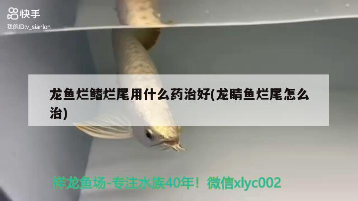 龍魚爛鰭爛尾用什么藥治好(龍睛魚爛尾怎么治) 魚缸百科