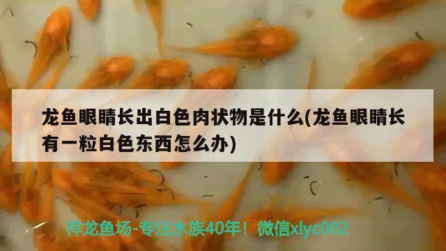 龍魚眼睛長出白色肉狀物是什么(龍魚眼睛長有一粒白色東西怎么辦)