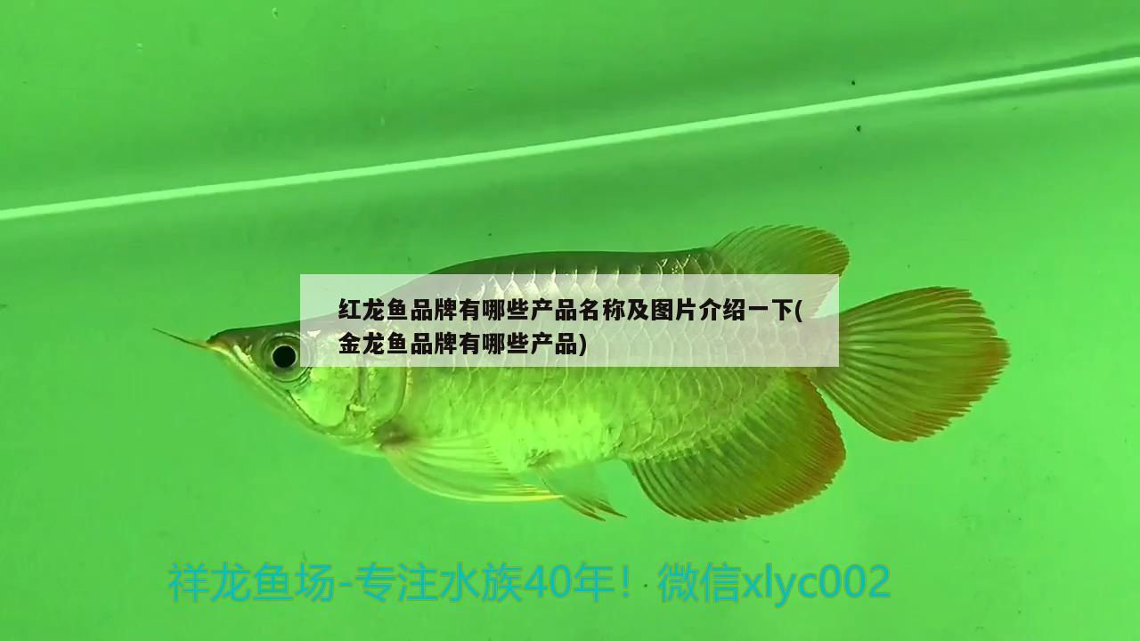 紅龍魚品牌有哪些產(chǎn)品名稱及圖片介紹一下(金龍魚品牌有哪些產(chǎn)品)