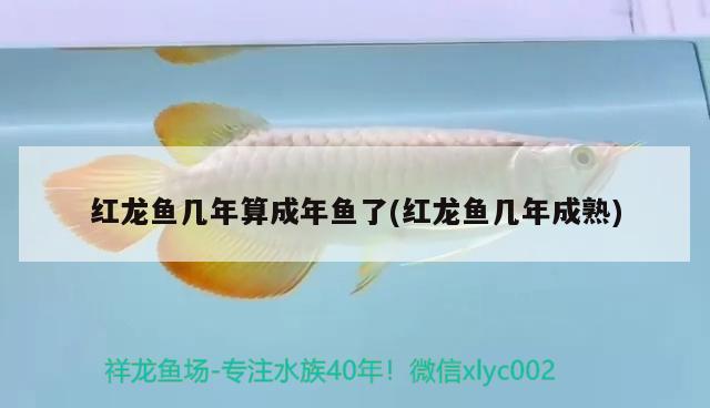 紅龍魚幾年算成年魚了(紅龍魚幾年成熟) 印尼紅龍魚