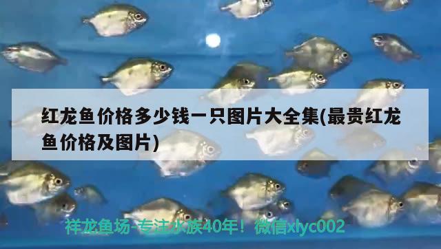 魚缸安裝人員在哪找到工人（下過濾魚缸組裝步驟） 埃及神仙魚 第1張