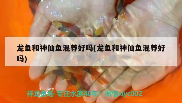 龍魚和神仙魚混養(yǎng)好嗎(龍魚和神仙魚混養(yǎng)好嗎)