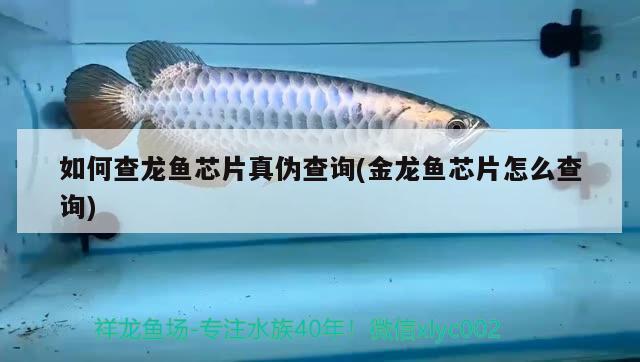 有什么好的紅龍品牌 胭脂孔雀龍魚 第3張