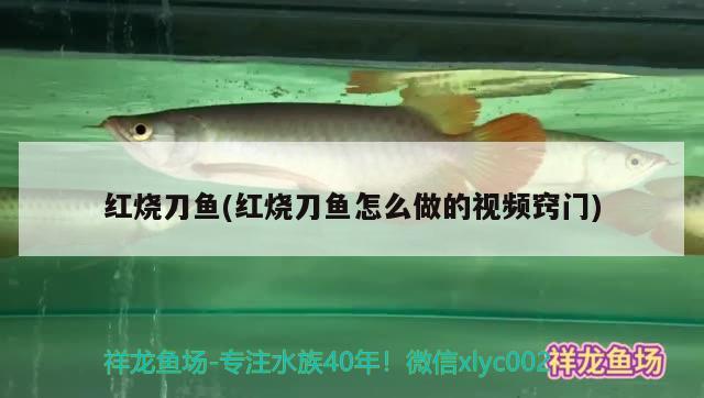 龍魚缸哪個(gè)品牌好（龍魚缸哪個(gè)品牌好耐用） 白化火箭