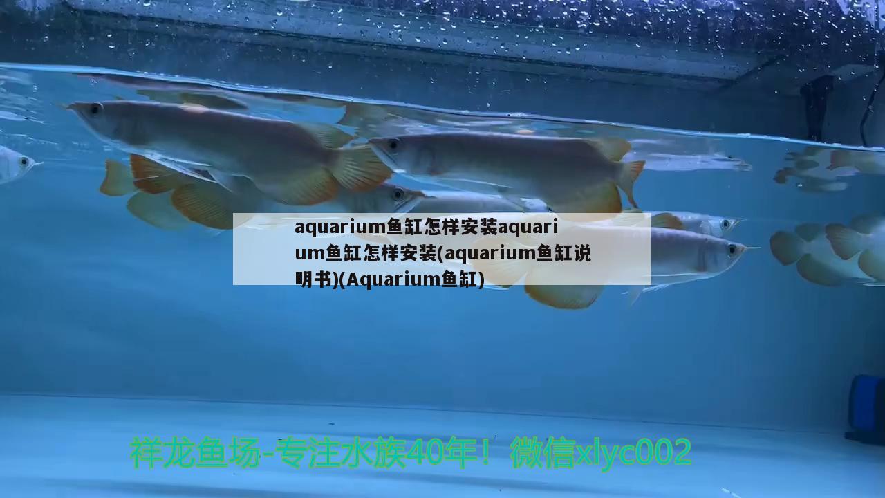 aquarium魚(yú)缸怎樣安裝aquarium魚(yú)缸怎樣安裝(aquarium魚(yú)缸說(shuō)明書(shū))(Aquarium魚(yú)缸)