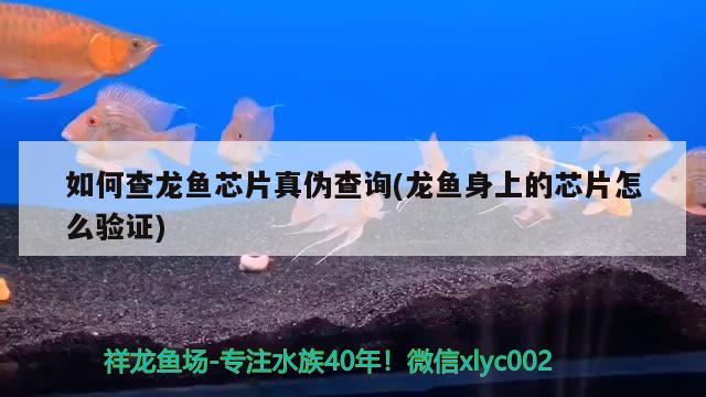 如何查龍魚芯片真?zhèn)尾樵?龍魚身上的芯片怎么驗(yàn)證)