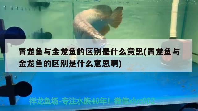 觀賞魚小型魚（ 觀賞魚小型魚多久喂一次） 小型觀賞魚