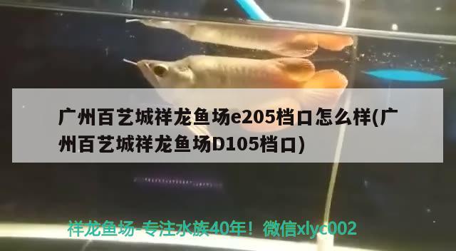 廣州百藝城祥龍魚場e205檔口怎么樣(廣州百藝城祥龍魚場D105檔口)