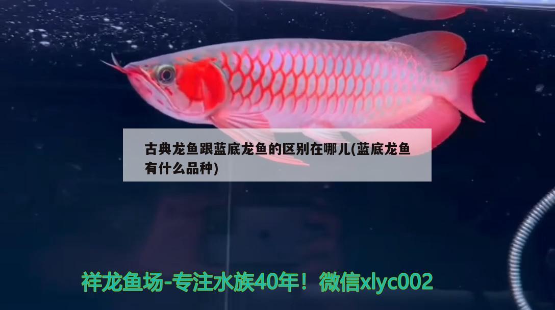 古典龍魚跟藍(lán)底龍魚的區(qū)別在哪兒(藍(lán)底龍魚有什么品種)