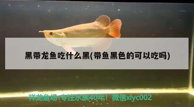 黑帶龍魚吃什么黑(帶魚黑色的可以吃嗎)