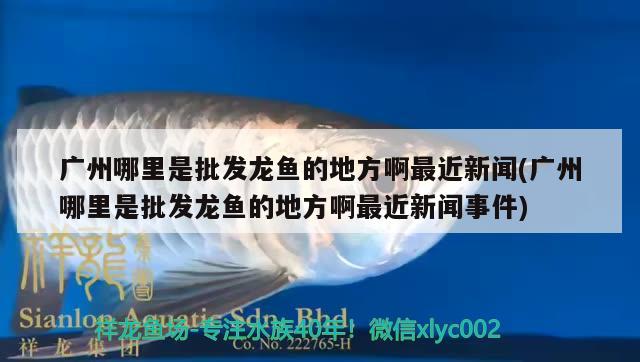 廣州哪里是批發(fā)龍魚的地方啊最近新聞(廣州哪里是批發(fā)龍魚的地方啊最近新聞事件)