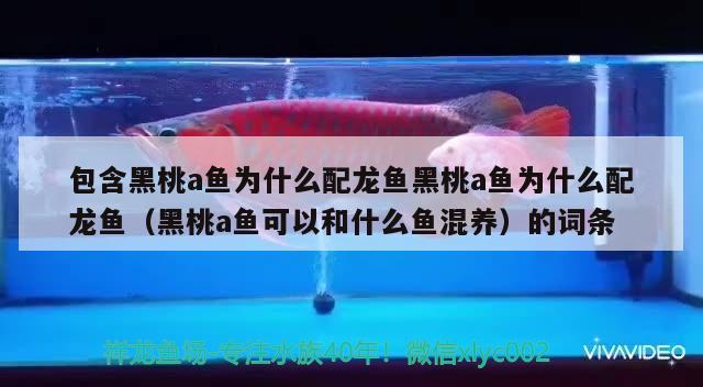 包含黑桃a魚為什么配龍魚黑桃a魚為什么配龍魚（黑桃a魚可以和什么魚混養(yǎng)）的詞條 黑桃A魚