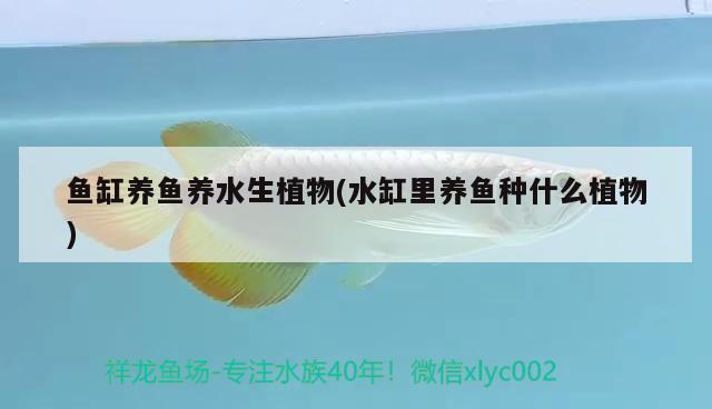 魚缸養(yǎng)魚養(yǎng)水生植物(水缸里養(yǎng)魚種什么植物) 飛鳳魚苗