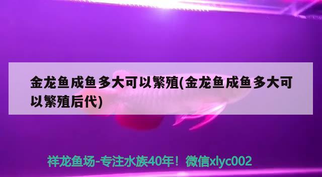 金龍魚成魚多大可以繁殖(金龍魚成魚多大可以繁殖后代) 紅眼黃化幽靈火箭魚|皇家火箭魚