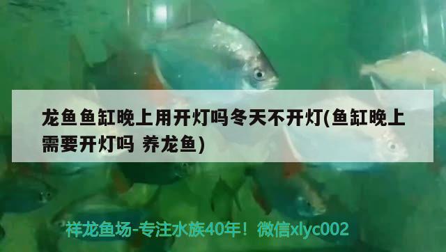 龍魚魚缸晚上用開燈嗎冬天不開燈(魚缸晚上需要開燈嗎養(yǎng)龍魚)