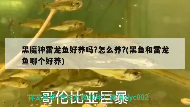 黑魔神雷龍魚好養(yǎng)嗎?怎么養(yǎng)?(黑魚和雷龍魚哪個好養(yǎng))