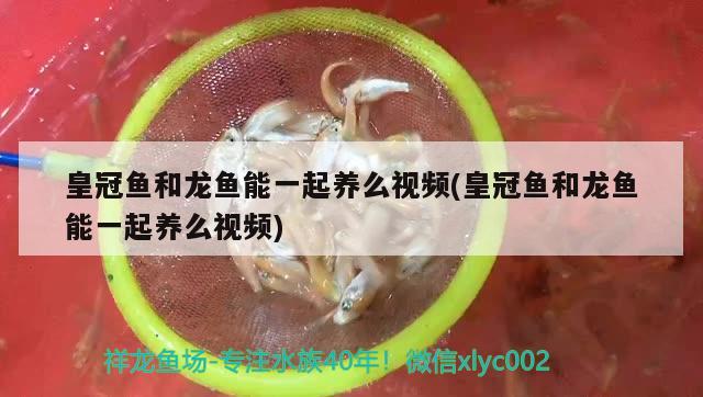 皇冠魚和龍魚能一起養(yǎng)么視頻(皇冠魚和龍魚能一起養(yǎng)么視頻)