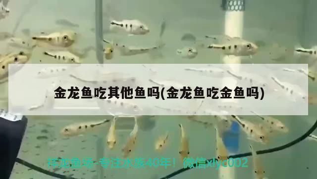 金龍魚吃其他魚嗎(金龍魚吃金魚嗎) 帝王迷宮