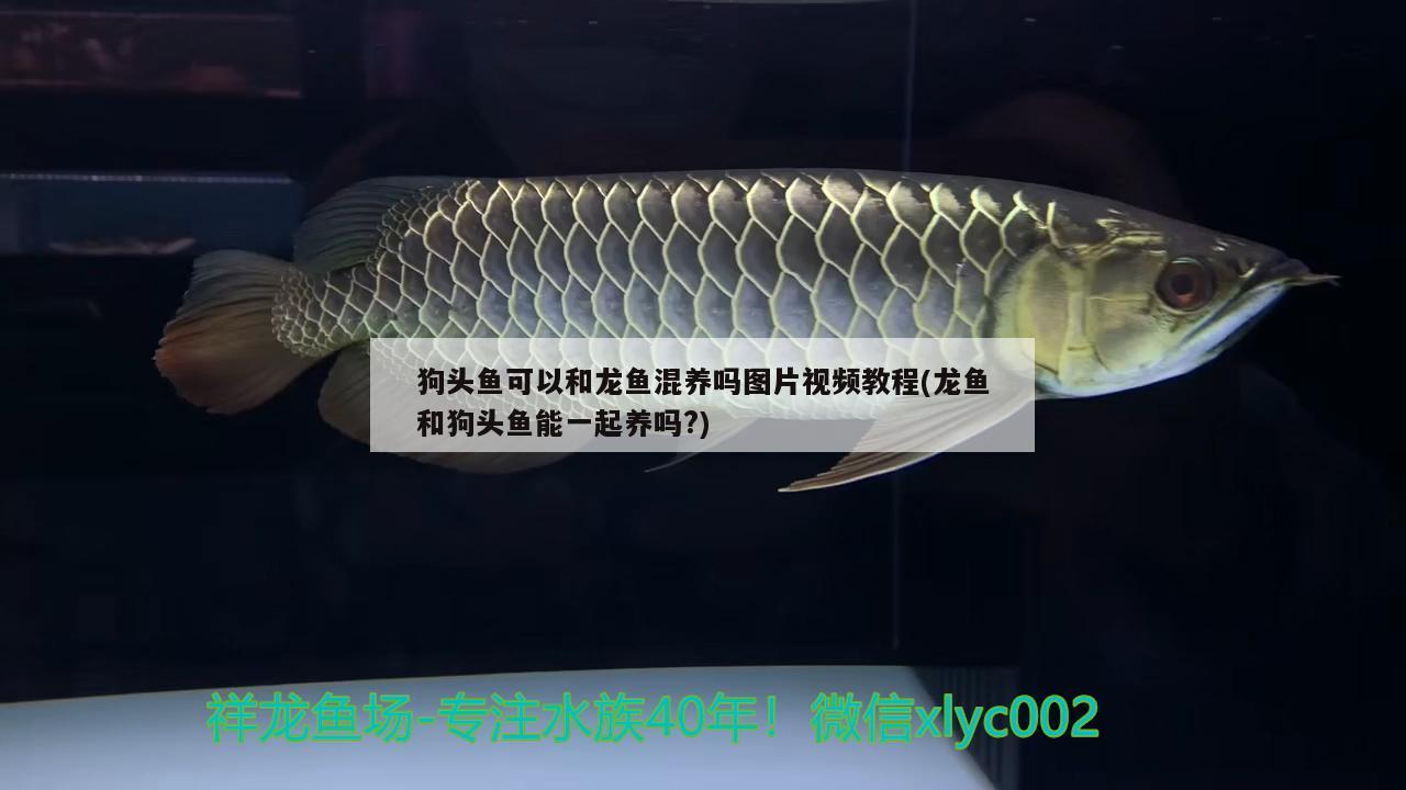 狗頭魚可以和龍魚混養(yǎng)嗎圖片視頻教程(龍魚和狗頭魚能一起養(yǎng)嗎?) 狗頭魚