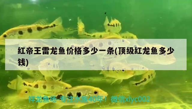 紅帝王雷龍魚價格多少一條(頂級紅龍魚多少錢) 觀賞魚批發(fā)