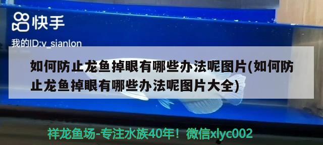 如何防止龍魚掉眼有哪些辦法呢圖片(如何防止龍魚掉眼有哪些辦法呢圖片大全) 觀賞蝦蟹等飼料