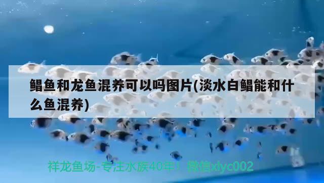 江陰市澄南丁丁花卉店 全國(guó)水族館企業(yè)名錄 第3張