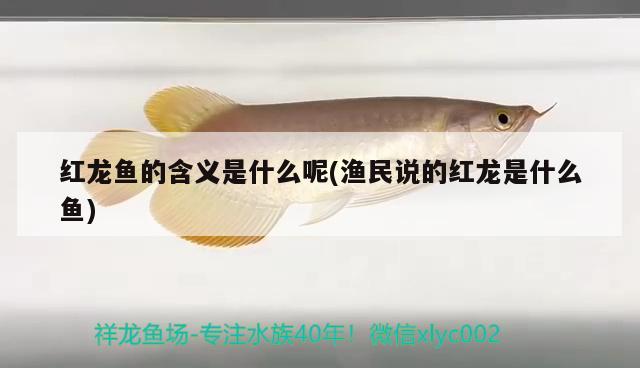 紅龍魚的含義是什么呢(漁民說的紅龍是什么魚) 哥倫比亞巨暴魚苗