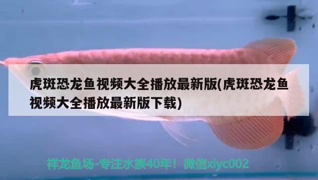 虎斑恐龍魚(yú)視頻大全播放最新版(虎斑恐龍魚(yú)視頻大全播放最新版下載) 虎斑恐龍魚(yú)