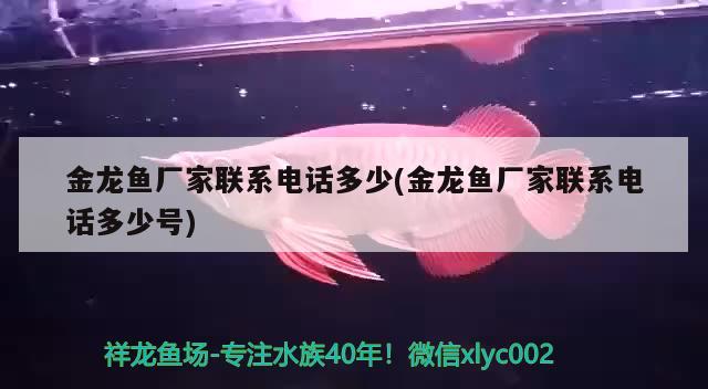 金龍魚廠家聯(lián)系電話多少(金龍魚廠家聯(lián)系電話多少號)