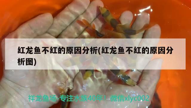 紅龍魚不紅的原因分析(紅龍魚不紅的原因分析圖) 祥龍水族濾材/器材