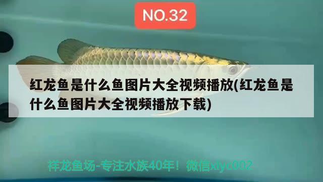 紅龍魚(yú)是什么魚(yú)圖片大全視頻播放(紅龍魚(yú)是什么魚(yú)圖片大全視頻播放下載)