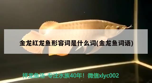 金龍紅龍魚形容詞是什么詞(金龍魚詞語)