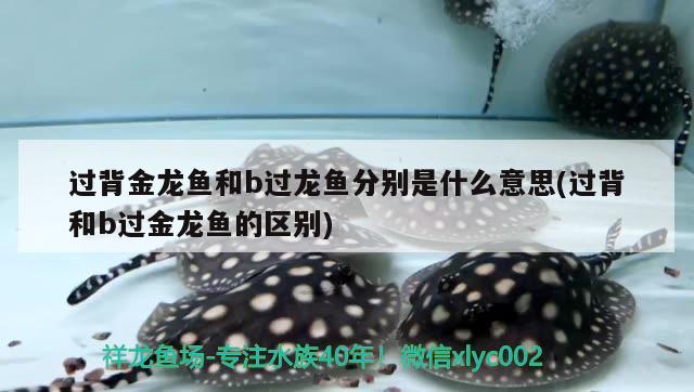 過背金龍魚和b過龍魚分別是什么意思(過背和b過金龍魚的區(qū)別)