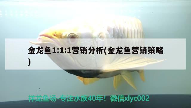 金龍魚1:1:1營銷分析(金龍魚營銷策略)