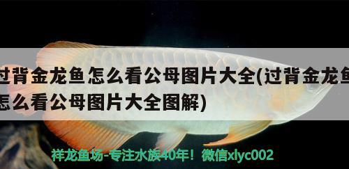 過背金龍魚怎么看公母圖片大全(過背金龍魚怎么看公母圖片大全圖解) 過背金龍魚