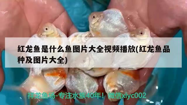 紅龍魚(yú)是什么魚(yú)圖片大全視頻播放(紅龍魚(yú)品種及圖片大全) 純血皇冠黑白魟魚(yú)