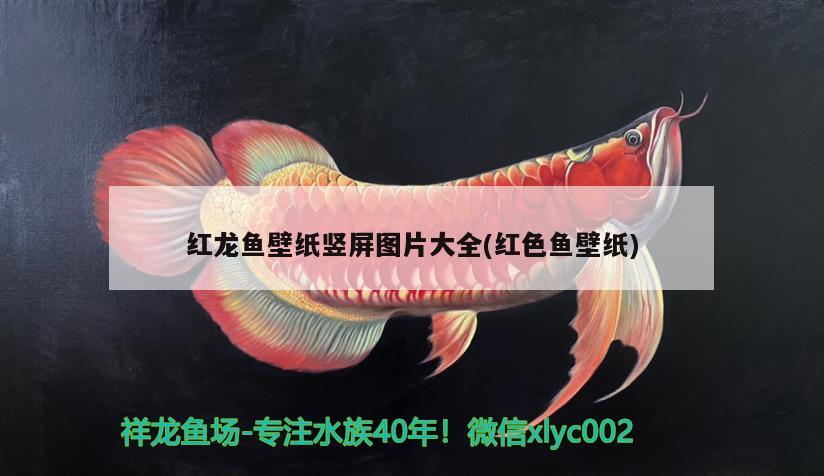 紅龍魚壁紙豎屏圖片大全(紅色魚壁紙) 赤荔鳳冠魚