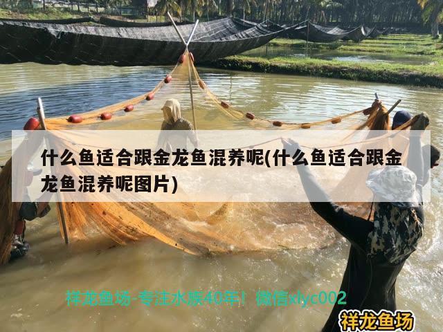 什么魚適合跟金龍魚混養(yǎng)呢(什么魚適合跟金龍魚混養(yǎng)呢圖片) 白子銀版魚