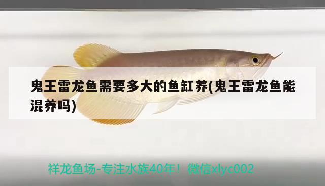 鬼王雷龍魚需要多大的魚缸養(yǎng)(鬼王雷龍魚能混養(yǎng)嗎)