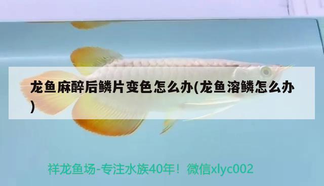 龍魚(yú)麻醉后鱗片變色怎么辦(龍魚(yú)溶鱗怎么辦) 龍魚(yú)麻藥（祥龍Nika）