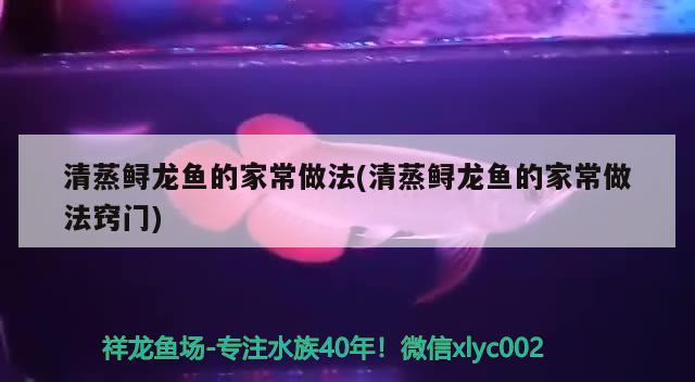 清蒸鱘龍魚的家常做法(清蒸鱘龍魚的家常做法竅門) 黃金招財(cái)貓魚