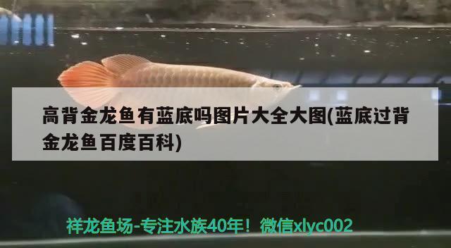 高背金龍魚有藍(lán)底嗎圖片大全大圖(藍(lán)底過背金龍魚百度百科) 高背金龍魚