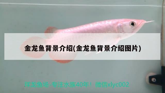 金龍魚背景介紹(金龍魚背景介紹圖片) 非洲金鼓魚