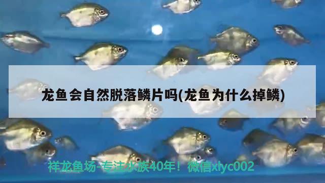 龍魚會自然脫落鱗片嗎(龍魚為什么掉鱗)