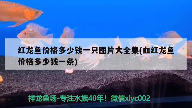 紅龍魚價格多少錢一只圖片大全集(血紅龍魚價格多少錢一條) 魟魚百科