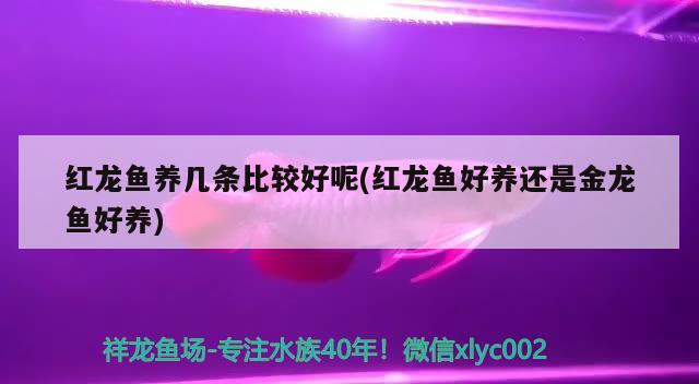 紅龍魚養(yǎng)幾條比較好呢(紅龍魚好養(yǎng)還是金龍魚好養(yǎng))